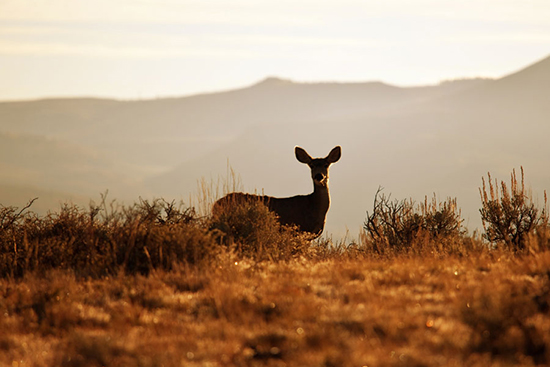 Hunting